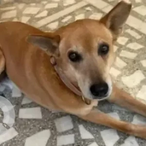 A White-Brown Mix Indie Dog Missing from Kalyan Nagar, Bengaluru
