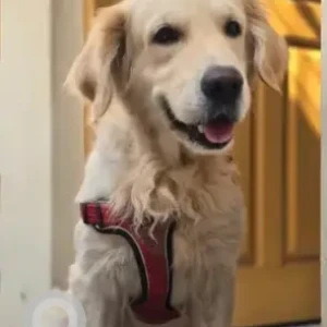 A Brown Retriever Dog Missing from Lava Kusha park, Kuvempunagar-4