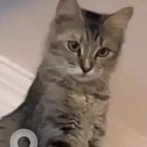 A Grey Indie persian mix Cat Missing from Rajpur Khurd, Chhatarpur