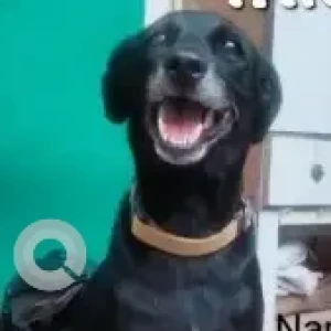 A Black Indie Dog Missing from T. Nagar, Chennai