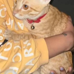 A Orange Tabby Cat Missing from Baguiati, New Town-2
