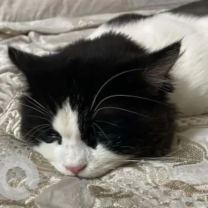 A Black and White Ragdoll Cat Missing from Hakeempet, Nizam Colony-2