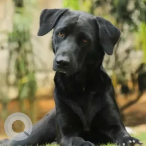 A Black Labrador Dog Missing from Asha Township, Dodegubbi