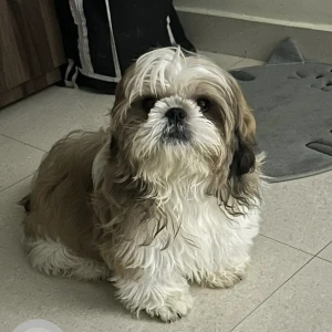 A White Shih Tzu Dog Missing from Bengaluru