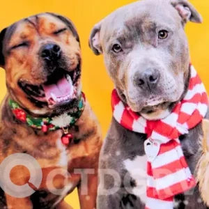 A Grey Staffie and Mix Dog Missing from Apple road/ Peacedale Area, Bristol