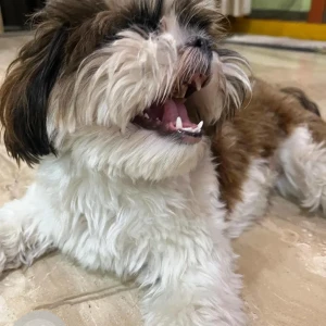 A White-Brown Mix Shih Tzu Dog Missing from Lalapet, Secunderabad-5