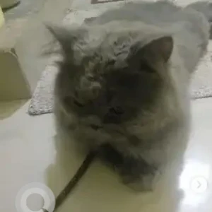 A Other Persian Cat Missing from Sangeetha, Ibbaluru-2