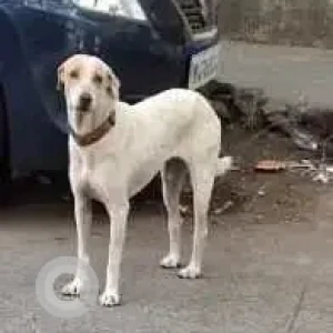 A White Indie Dog Found from Savitribai Phule BMC maternity hospital