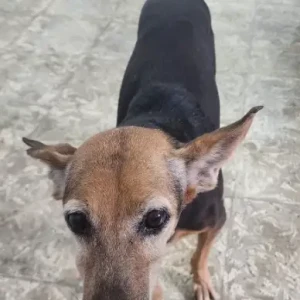 A Black and Brown Indie Dog Missing from Kasturibai Nagar, Adyar-2