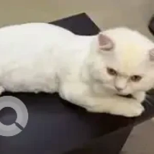 A White Persian Cat Missing from Purasawalkkam-2