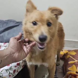 A Brown Pomeranian Dog Found from Hyderabad