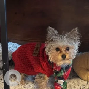 A White-Brown Mix Yorkshire Terrier Dog Missing from Lincoln St and Goldthwaite Rd