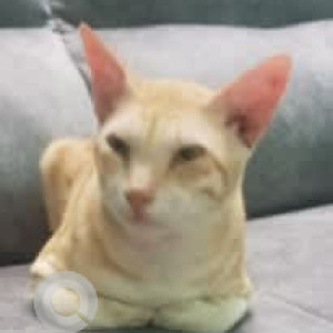 A White-Brown Mix Indie Cat Missing from Madipakkam, Chennai