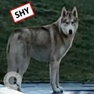 A White-Brown Mix siberian husky Dog Missing from North Falmouth Fire Station