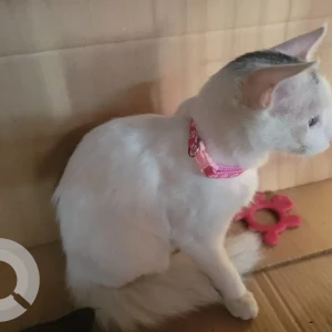 A White Indie Cat Found from Benson Town-2