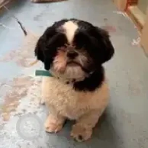 A White-Brown Mix Shih Tzu Dog Found from Sudhama Nagar, Shantinagar bus stop-2