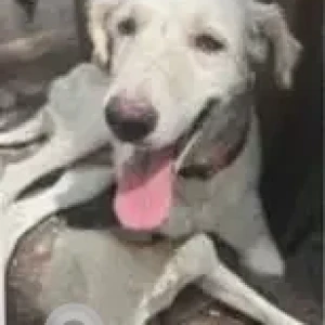 A White Indie Dog Missing from New Delhi