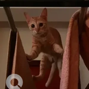 A Orange Generic Cat Missing from RC Mansion, Srinivass Nilaya-2