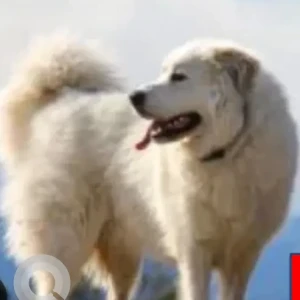 A White Great Pyreness Dog Missing from Evans St & Acton St, Watertown