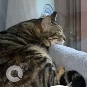 A Black and Brown Domestic Shorthair Cat Missing from Near Heritage Village, BBQ Spot-2