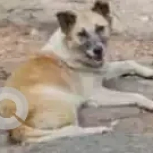 A White-Brown Mix Indie Dog Missing from Sarjapur Road