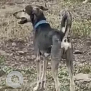 A Black and White Indie Dog Missing from Animal farm NGO, Wadebolai-2