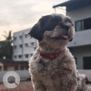 A Black and White Shih Tzu Dog Missing from K. K. Nagar, Chennai-3