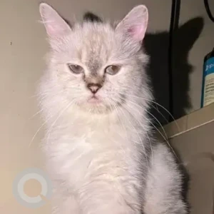 A White Persian Cat Missing from Nathumani, 2nd street Ishwarya nagar