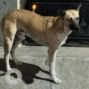 A White-Brown Mix Indie Dog Found from JP Nagar, Venkatadri Layout-2