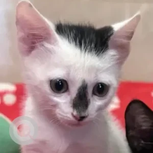 Male Domestic Shorthair Cat Adoption for Adoption in Bombay