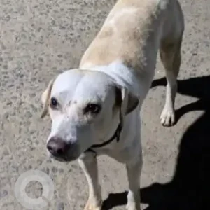 A White-Brown Mix Indie Dog Missing from Perungalattur, Chennai
