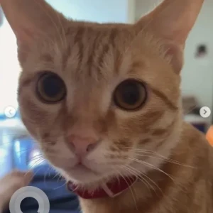 A Orange Tabby Cat Missing from Baguiati, New Town
