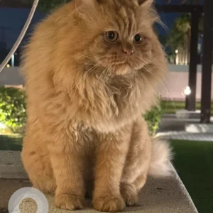A Golden Persian Cat Missing from Azizi riviera 14 in Meydan
