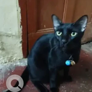 A Black Indie Cat Missing from Mannadi