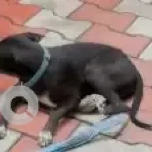 A Black and White Indie Dog Missing from Velachery, Chennai-3