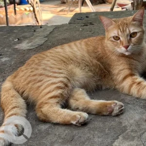 A Orange Indie Cat Missing from Greater Hyderabad Municipal Corporation South Zone, Hyderabad