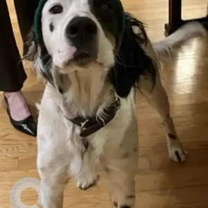 A Black and White English Setter Dog Missing from Ridge Hill Road & Grove Street