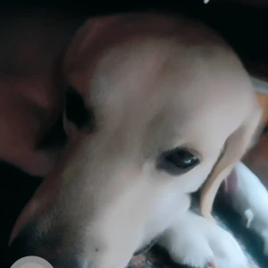 A White-Brown Mix Indie Dog Missing from Kamakshipalya-3
