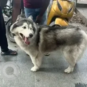 A Black and White Husky Dog Found from Food street, V V Puram