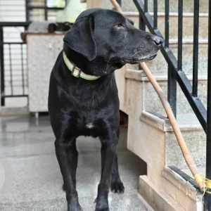 A Black Labrador Dog Found from Telecom layout, Jakkur post-4