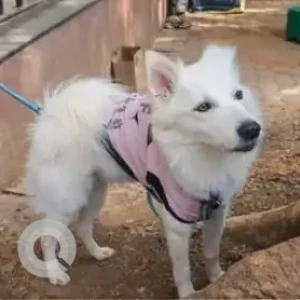 A White Pomeranian Dog Found from Rajajinagar