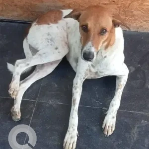 A White-Brown Mix Indie Dog Missing from Pune