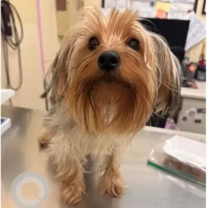 A White-Brown Mix Yorkie mix Dog Found from Roseland st dorchester