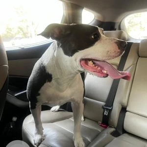 A Black and White Pitbull Dog Found from Alaknanda Market area