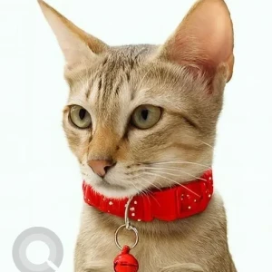 A White-Brown Mix Indie Cat Missing from Hallmark Ruby Apartments