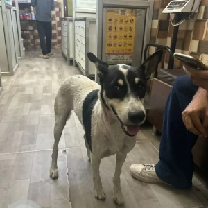 A Black and White Indie Dog Missing from Malviya Nagar, New Delhi