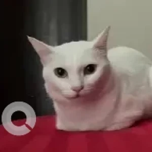 A White Indie Cat Missing from Zuri Hotel, Whitefield-3