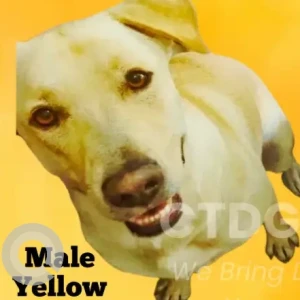 A Light Brown Lab mix Dog Missing from North Rd area near the intersection of Routes 117 and 184