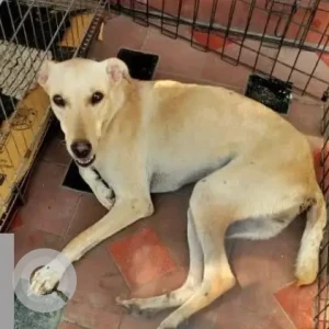 A White Indie Dog Missing from Chromepet, Chennai