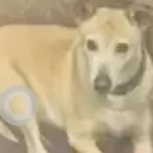 A Brown Indie Dog Missing from Avalahalli, Yelahanka